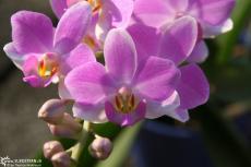 Orchid closeup 3